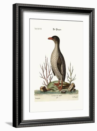 The Penguin, 1749-73-George Edwards-Framed Giclee Print