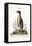 The Penguin, 1749-73-George Edwards-Framed Premier Image Canvas