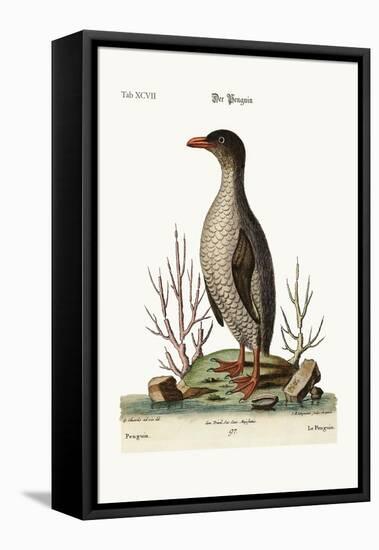 The Penguin, 1749-73-George Edwards-Framed Premier Image Canvas