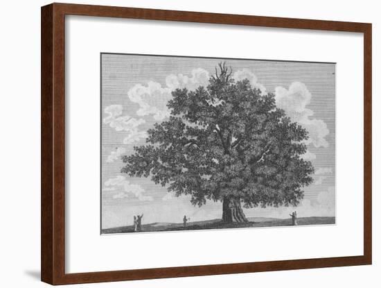 'The Penshurst Oak', 1794-Unknown-Framed Giclee Print