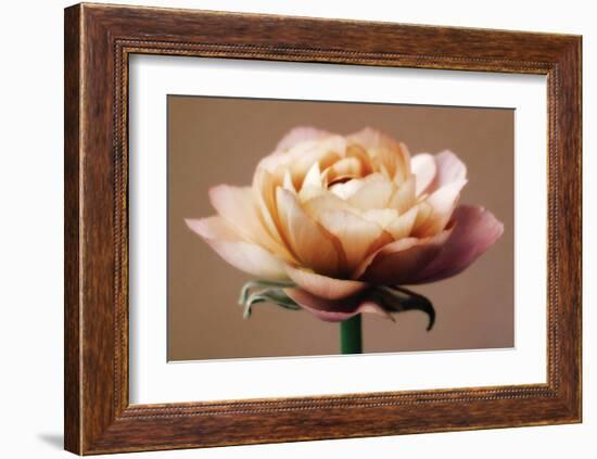 The Perfect Rose-Christine Zalewski-Framed Art Print