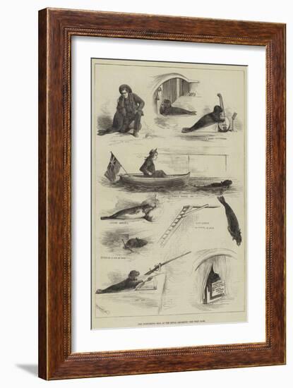 The Performing Seal at the Royal Aquarium-null-Framed Giclee Print