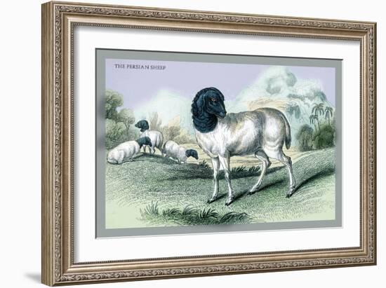 The Persian Sheep-John Stewart-Framed Art Print