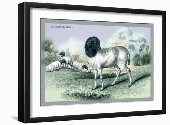 The Persian Sheep-John Stewart-Framed Art Print