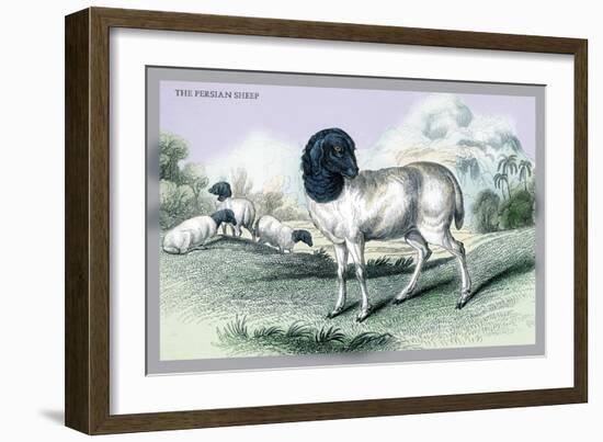 The Persian Sheep-John Stewart-Framed Art Print