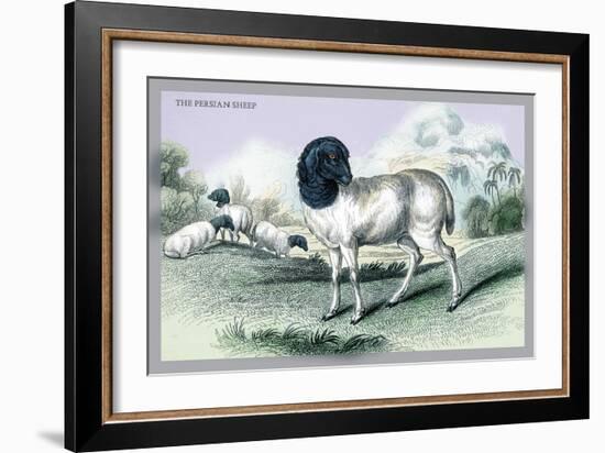 The Persian Sheep-John Stewart-Framed Art Print