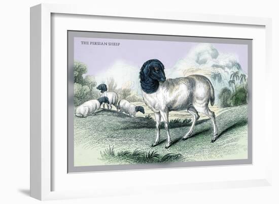 The Persian Sheep-John Stewart-Framed Art Print