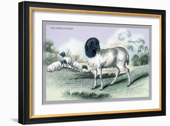 The Persian Sheep-John Stewart-Framed Art Print