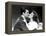 The Philadelphia Story, Cary Grant, Katharine Hepburn, 1940-null-Framed Stretched Canvas