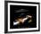 The Pianist-Julia Drake-Framed Giclee Print