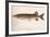 The Pickerel (Lucius Reticulatus. Le Sueu), C.1920S-null-Framed Giclee Print