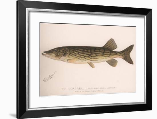 The Pickerel (Lucius Reticulatus. Le Sueu), C.1920S-null-Framed Giclee Print