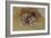 The Picture Book-Robert Frederick Blum-Framed Giclee Print