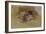 The Picture Book-Robert Frederick Blum-Framed Giclee Print