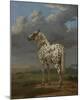 The “Piebald” Horse, 1650-54-Paulus Potter-Mounted Art Print