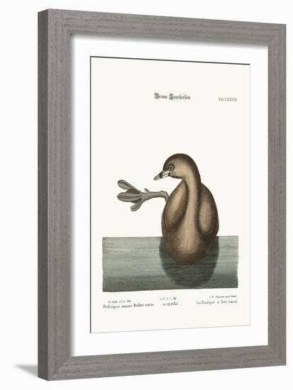 The Pied-Bill Dobchick, 1749-73-Mark Catesby-Framed Giclee Print