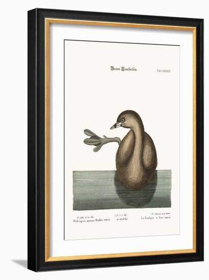 The Pied-Bill Dobchick, 1749-73-Mark Catesby-Framed Giclee Print