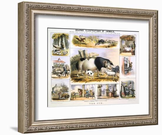 The Pig, C1850-Benjamin Waterhouse Hawkins-Framed Giclee Print