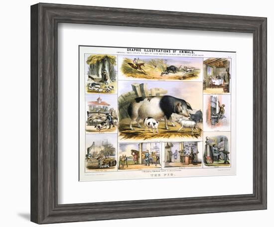 The Pig, C1850-Benjamin Waterhouse Hawkins-Framed Giclee Print