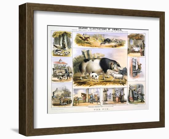 The Pig, C1850-Benjamin Waterhouse Hawkins-Framed Giclee Print