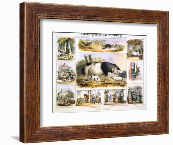 The Pig, C1850-Benjamin Waterhouse Hawkins-Framed Giclee Print