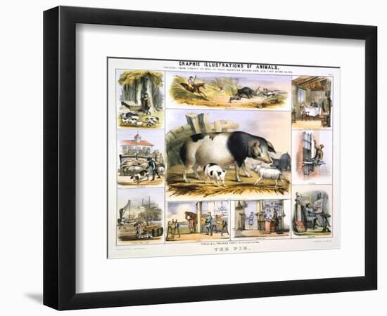 The Pig, C1850-Benjamin Waterhouse Hawkins-Framed Giclee Print