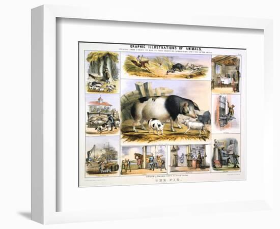 The Pig, C1850-Benjamin Waterhouse Hawkins-Framed Giclee Print