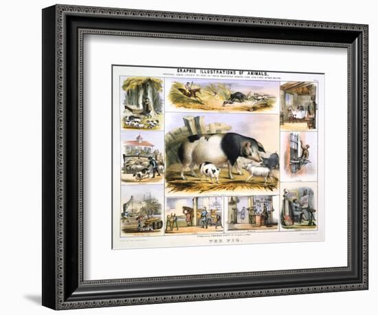 The Pig, C1850-Benjamin Waterhouse Hawkins-Framed Giclee Print