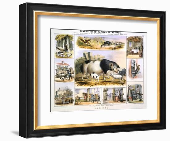 The Pig, C1850-Benjamin Waterhouse Hawkins-Framed Giclee Print