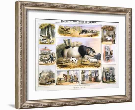 The Pig, C1850-Benjamin Waterhouse Hawkins-Framed Giclee Print