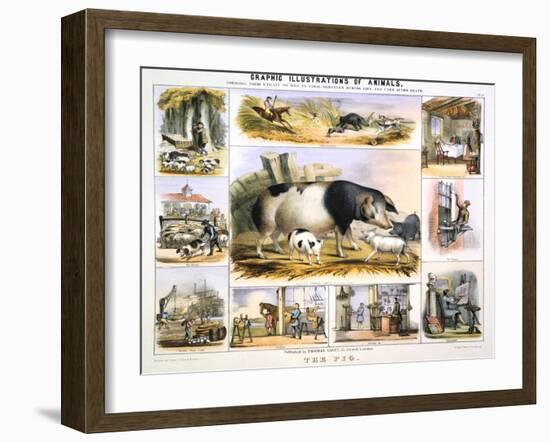 The Pig, C1850-Benjamin Waterhouse Hawkins-Framed Giclee Print