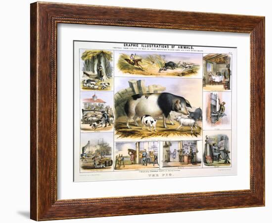 The Pig, C1850-Benjamin Waterhouse Hawkins-Framed Giclee Print