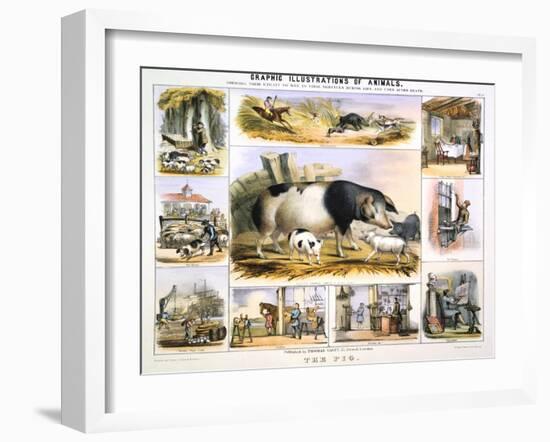 The Pig, C1850-Benjamin Waterhouse Hawkins-Framed Giclee Print