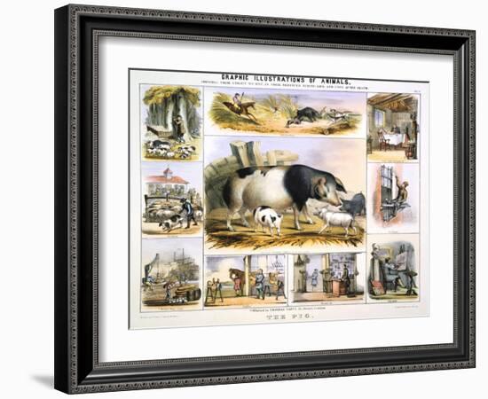 The Pig, C1850-Benjamin Waterhouse Hawkins-Framed Giclee Print