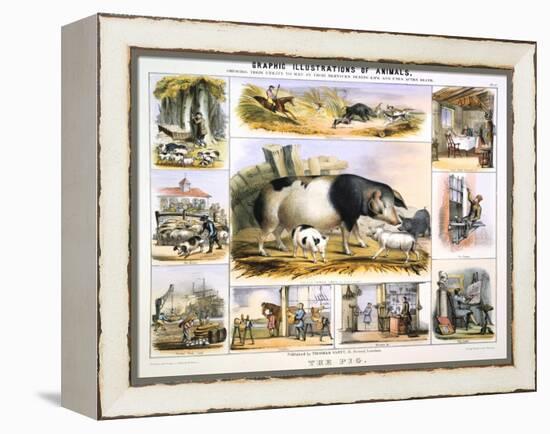 The Pig, C1850-Benjamin Waterhouse Hawkins-Framed Premier Image Canvas