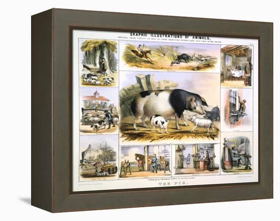 The Pig, C1850-Benjamin Waterhouse Hawkins-Framed Premier Image Canvas
