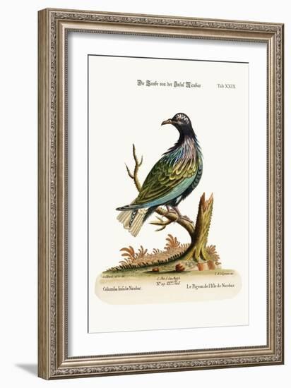 The Pigeon from the Isle of Nicobar, 1749-73-George Edwards-Framed Giclee Print