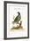 The Pigeon from the Isle of Nicobar, 1749-73-George Edwards-Framed Giclee Print