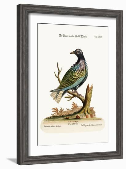 The Pigeon from the Isle of Nicobar, 1749-73-George Edwards-Framed Giclee Print