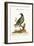 The Pigeon from the Isle of Nicobar, 1749-73-George Edwards-Framed Giclee Print