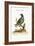 The Pigeon from the Isle of Nicobar, 1749-73-George Edwards-Framed Giclee Print