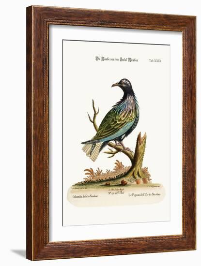 The Pigeon from the Isle of Nicobar, 1749-73-George Edwards-Framed Giclee Print