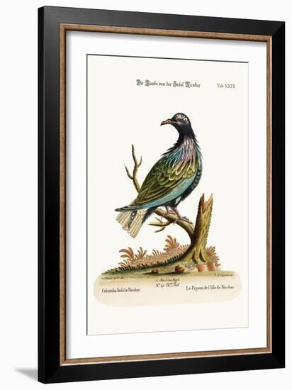 The Pigeon from the Isle of Nicobar, 1749-73-George Edwards-Framed Giclee Print