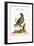 The Pigeon from the Isle of Nicobar, 1749-73-George Edwards-Framed Giclee Print