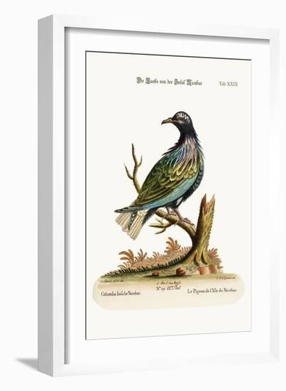 The Pigeon from the Isle of Nicobar, 1749-73-George Edwards-Framed Giclee Print