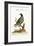 The Pigeon from the Isle of Nicobar, 1749-73-George Edwards-Framed Giclee Print