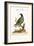 The Pigeon from the Isle of Nicobar, 1749-73-George Edwards-Framed Giclee Print