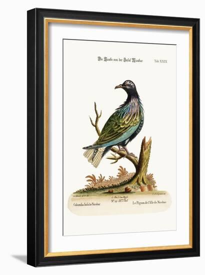 The Pigeon from the Isle of Nicobar, 1749-73-George Edwards-Framed Giclee Print