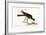 The Pigeon Hawk, 1749-73-Mark Catesby-Framed Giclee Print