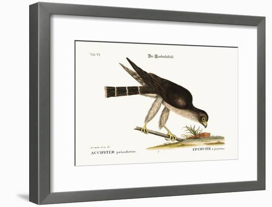 The Pigeon Hawk, 1749-73-Mark Catesby-Framed Giclee Print